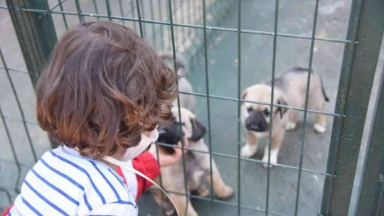Evde bakılan kedi ve köpekler için mikroçip uyarısı