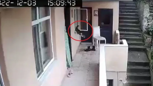 Evden kaçan kediyi acımasızca yumrukladı, o anlar kamerada