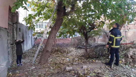 Evden kaçan yavru Rus kedisi, 2 gün ağaçta mahsur kaldı