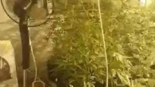 Evi seraya çevirip uyuşturucu yetiştirmişlerdi: 2 şüpheli tutuklandı