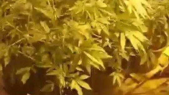 Evin içini seraya çevirip uyuşturucu yetiştirmişler