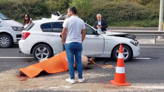 Eyüpsultan'da lüks araç yola çıkan ata çarptı: 1 yaralı