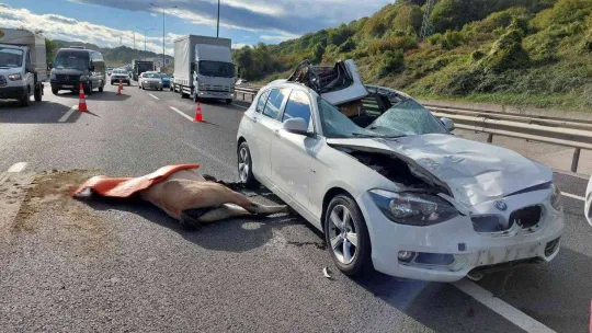 Eyüpsultan'da lüks araç yola çıkan ata çarptı: 1 yaralı
