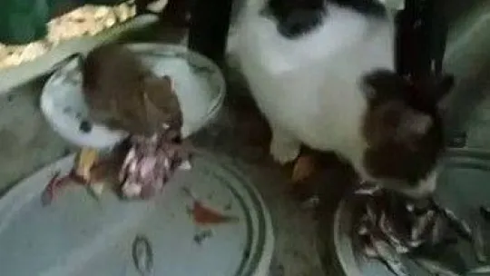 Fare ile kedinin dostluğu görenleri şaşırttı