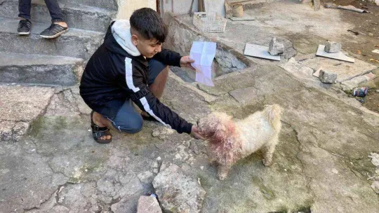 Fatih'te 8 aylık süs köpeğine bıçak darbesi