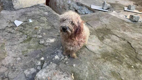 Fatih'te 8 aylık süs köpeğine bıçak darbesi