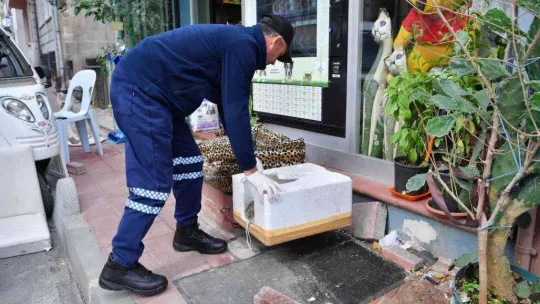 Fatih'te evi parçalanan kedi yeni yuvasına kavuştu