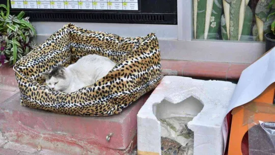 Fatih'te evi parçalanan kedi yeni yuvasına kavuştu