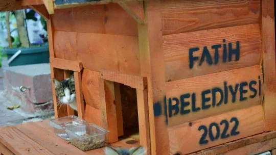 Fatih'te evi parçalanan kedi yeni yuvasına kavuştu