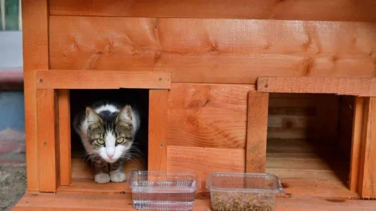 Fatih'te evi parçalanan kedi yeni yuvasına kavuştu