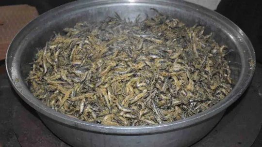 Festivalde 1 ton hamsi pişti, 7'den 70'e yüzler güldü