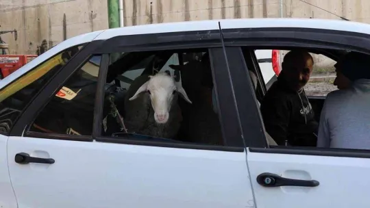 Firardaki koyunların sahibi bulundu