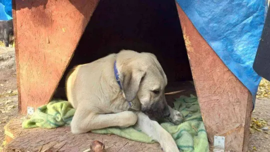 Gazi Üniversitesi Rektörü Yıldız, Gazi'nin Patileri'ni besledi