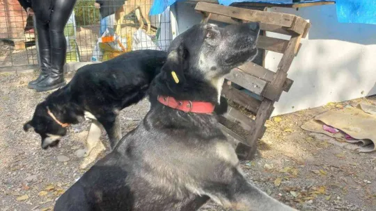Gazi Üniversitesi Rektörü Yıldız, Gazi'nin Patileri'ni besledi