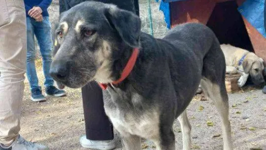 Gazi Üniversitesi Rektörü Yıldız, Gazi'nin Patileri'ni besledi