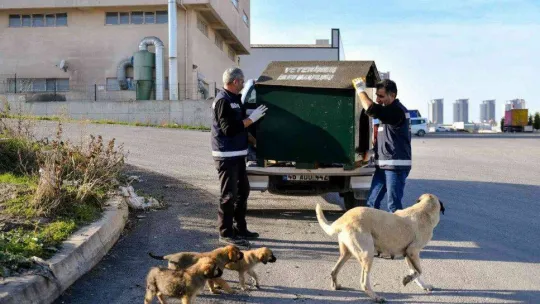 Geri dönüşüm malzemeleri sokak hayvanlarına yuva oldu