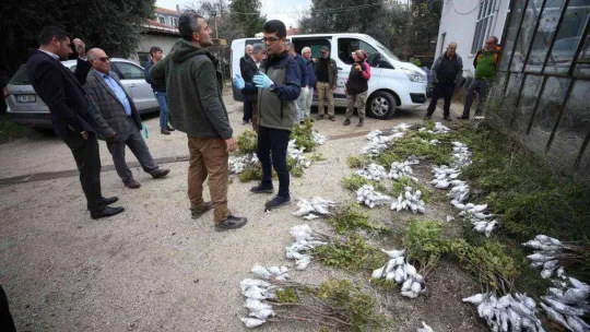 Gökçeada'da 6 bin 410 aşılı fidan toprakla buluşturulmak üzere üreticilere dağıtıldı