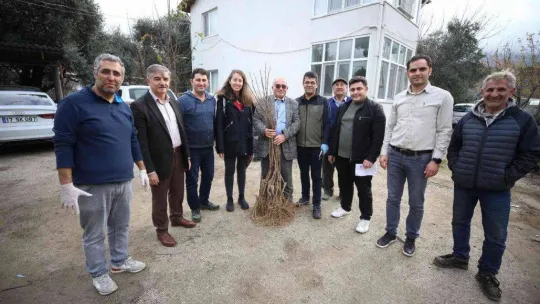 Gökçeada'da 6 bin 410 aşılı fidan toprakla buluşturulmak üzere üreticilere dağıtıldı