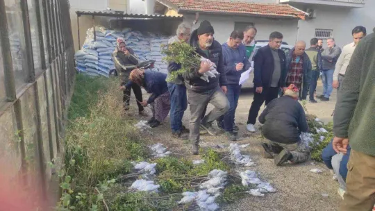 Gökçeada'da 6 bin 410 aşılı fidan toprakla buluşturulmak üzere üreticilere dağıtıldı