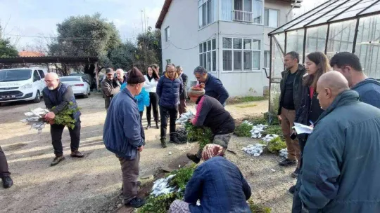 Gökçeada'da 6 bin 410 aşılı fidan toprakla buluşturulmak üzere üreticilere dağıtıldı