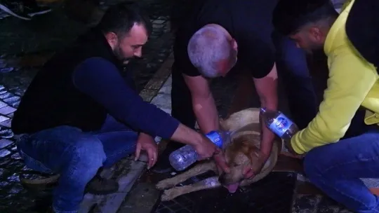 Gözyaşlarına hakim olamadılar: Köpeğin yaşaması için dakikalarca kalp masajı yaptılar