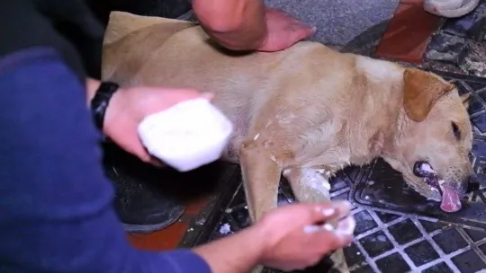 Gözyaşlarına hakim olamadılar: Köpeğin yaşaması için dakikalarca kalp masajı yaptılar