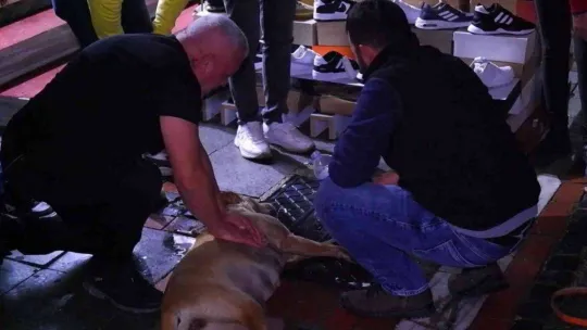 Gözyaşlarına hakim olamadılar: Köpeğin yaşaması için dakikalarca kalp masajı yaptılar