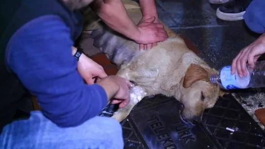 Gözyaşlarına hakim olamadılar: Köpeğin yaşaması için dakikalarca kalp masajı yaptılar