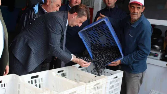 Güney Marmara zeytininde hasat zamanı