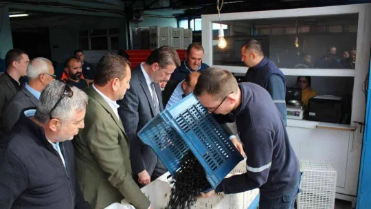 Güney Marmara zeytininde hasat zamanı