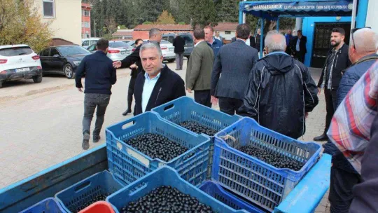 Güney Marmara zeytininde hasat zamanı