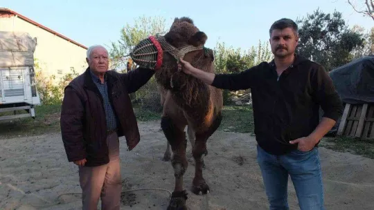 Güreş develeri antrenmana başladı