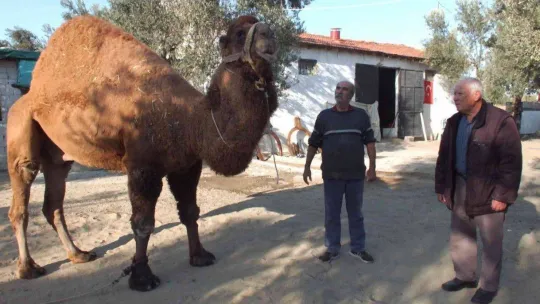 Güreş develeri antrenmana başladı