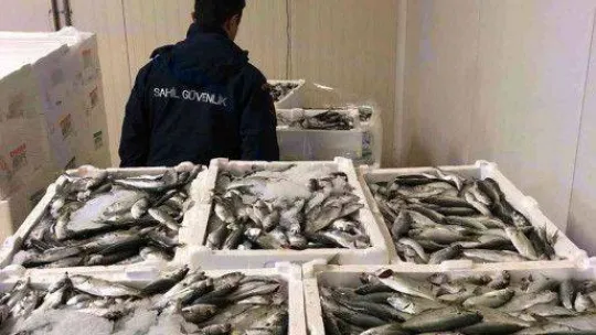 Gurpınar Su Ürünleri Hali'nde balık boyu denetimi