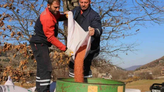 Gürsu Belediyesi buğday ekti