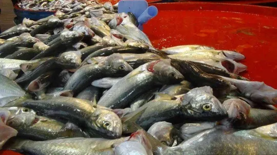 Hamsi balığı yağlandı, ızgaralık oldu