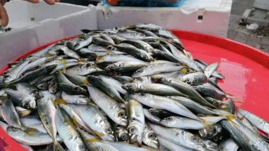 Hamside 2 farklı fiyat