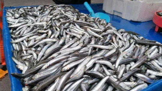 Hamside 2 farklı fiyat