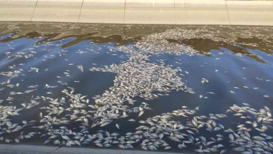 Hamzadere'de toplu balık ölümleri endişelendirdi