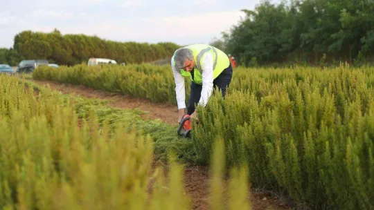 Hasadı yapılan biberiyelerin yüzde 90'ı yurt dışına ihraç edildi