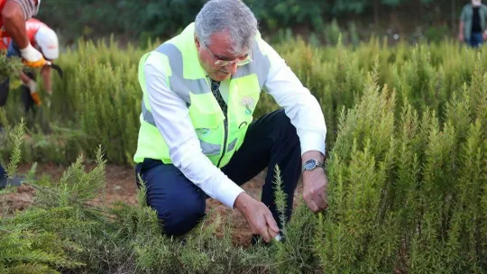 Hasadı yapılan biberiyelerin yüzde 90'ı yurt dışına ihraç edildi