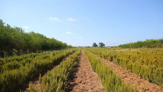 Hasadı yapılan biberiyelerin yüzde 90'ı yurt dışına ihraç edildi