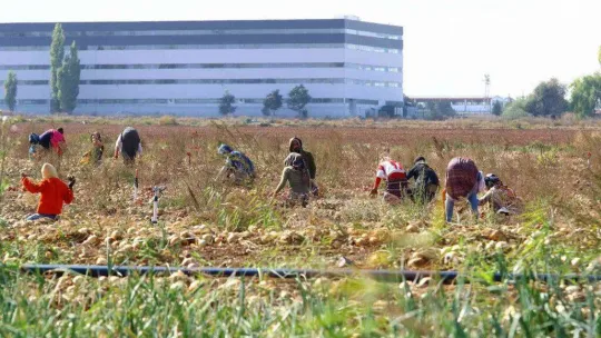 Hasadı yapılan kışlık soğan sofralara gönderilmek için hazırlanıyor