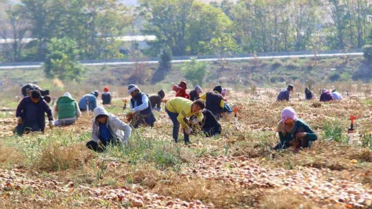 Hasadı yapılan kışlık soğan sofralara gönderilmek için hazırlanıyor
