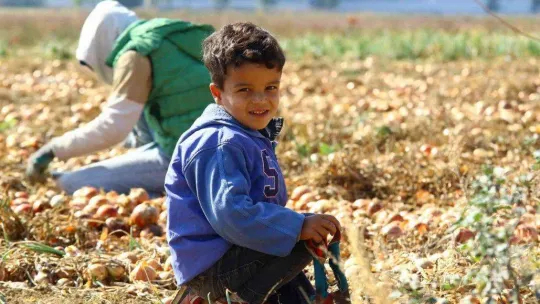 Hasadı yapılan kışlık soğan sofralara gönderilmek için hazırlanıyor