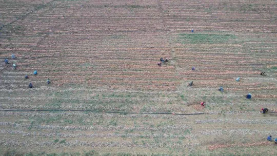 Hasadı yapılan kışlık soğan sofralara gönderilmek için hazırlanıyor