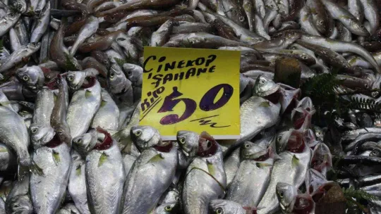 Hava soğudu, 'çinekop' bereketi yaşandı