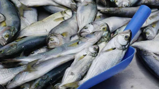 Hava soğudu, 'çinekop' bereketi yaşandı