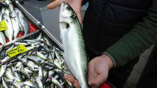 Havalar geç soğudu, az çıkan lüfer ve çinekopun fiyatı arttı