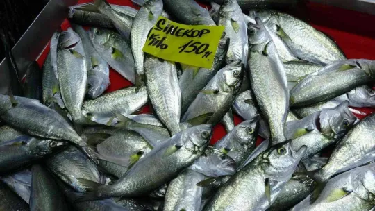 Havalar geç soğudu, az çıkan lüfer ve çinekopun fiyatı arttı